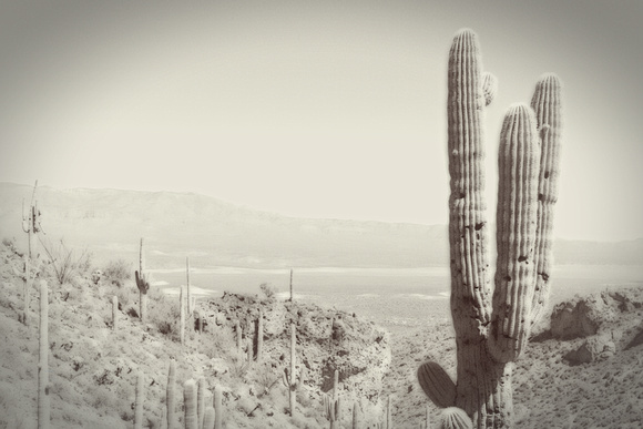 The Beautiful Saguaro Cactus