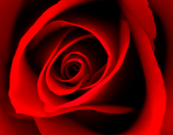 Looking deep into a red rose